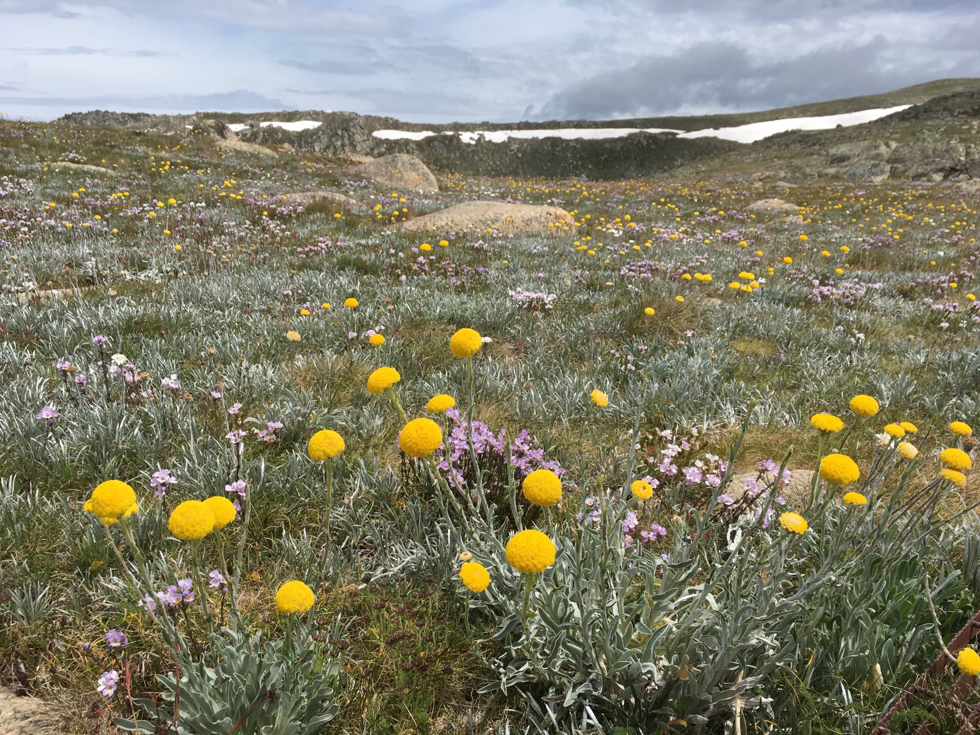 Australian native wildflower meadow and snow glimpses